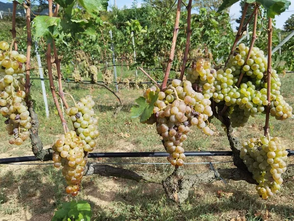 Szőlő Vörös Érett Szőlő Szőlőültetvényen Őszi Szezonban Görögországban — Stock Fotó