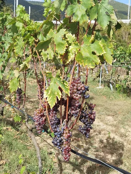 Trauben Rot Reif Der Rebe Weinberg Der Herbstsaison Griechenland — Stockfoto