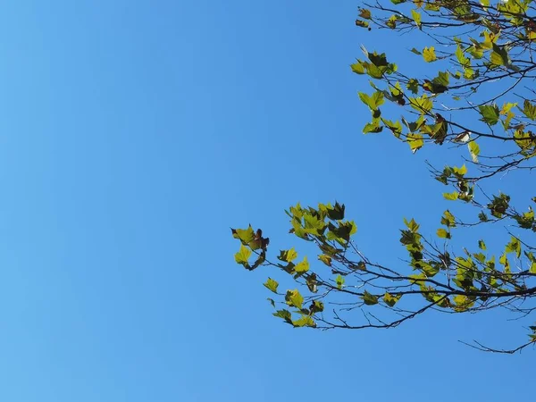 Осіннє Листя Зелене Розріджене Синьому Фоні Неба Вересні — стокове фото