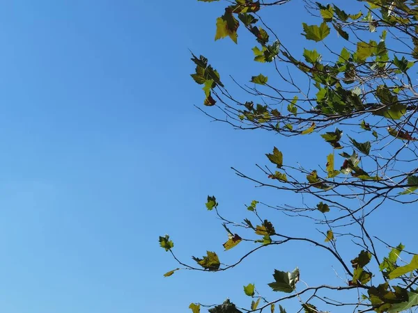 9月の青空を背景に緑が疎遠になる秋 — ストック写真