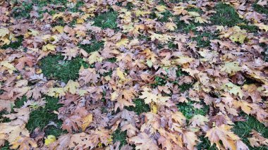 yapraklar sonbahar yağmurda kurudu