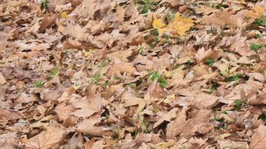 yapraklar sonbahar yağmurda kurudu