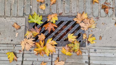 Sonbahar fırtınasında tıkanmış rögar yaprakları kurur. 