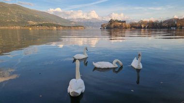Yunan gölünde ioannina şehir kuğuları
