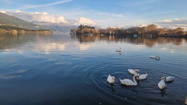 İoannina şehir kuğuları kışın Yunan gölünde