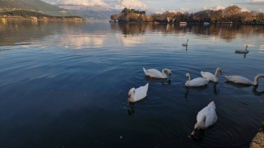 İoannina şehir kuğuları kışın Yunan gölünde