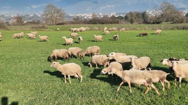 Maany koyunu çayırda yeşil çimlerde güneşli gün Yunanistan