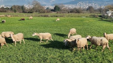 Maany koyunu çayırda yeşil çimlerde güneşli gün Yunanistan