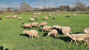 Maany koyunu çayırda yeşil çimlerde güneşli gün Yunanistan