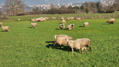 Maany koyunu çayırda yeşil çimlerde güneşli gün Yunanistan