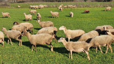Maany koyunu çayırda yeşil çimlerde güneşli gün Yunanistan