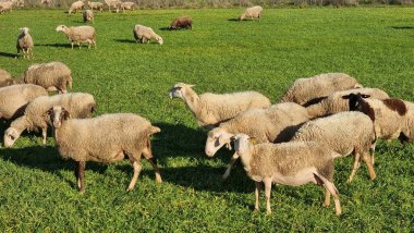 Maany koyunu çayırda yeşil çimlerde güneşli gün Yunanistan