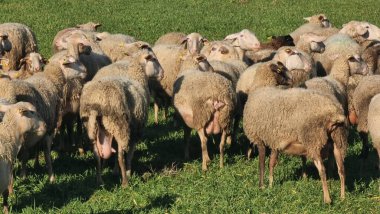 Maany koyunu çayırda yeşil çimlerde güneşli gün Yunanistan