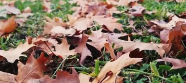 Yapraklar kuru kahverengi rüzgar sonbaharda düşüyor