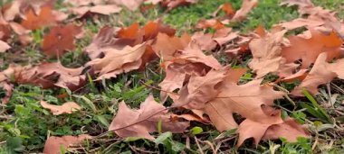 Yapraklar kuru kahverengi rüzgar sonbaharda düşüyor