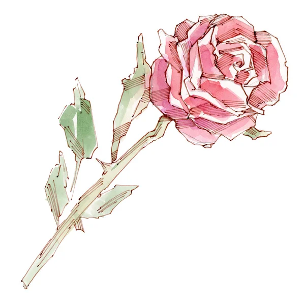 Czerwony kwiat róży. Ilustracja akwareli. Izolacja — Zdjęcie stockowe
