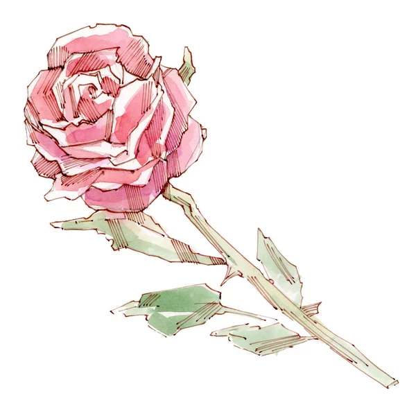 Kırmızı gül çiçeği. Suluboya Çizimi. İzole edilmiş — Stok fotoğraf
