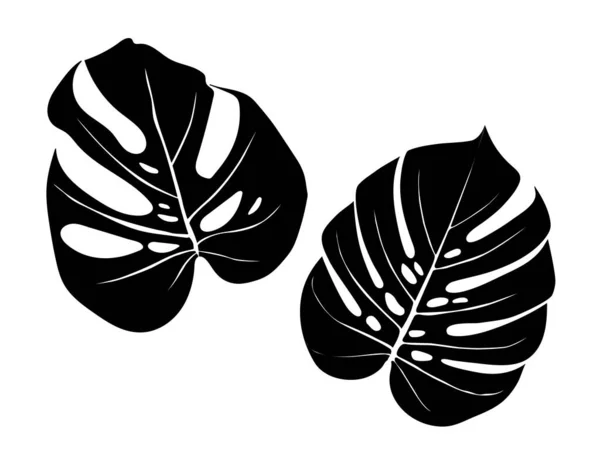 Monstera Deliciosa Pflanzenblatt aus tropischen Wäldern — Stockvektor
