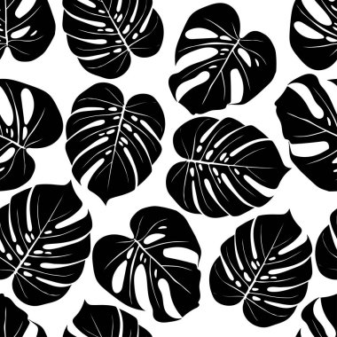 Monstera Deliciosa tropikal ormandan bitki yaprağı