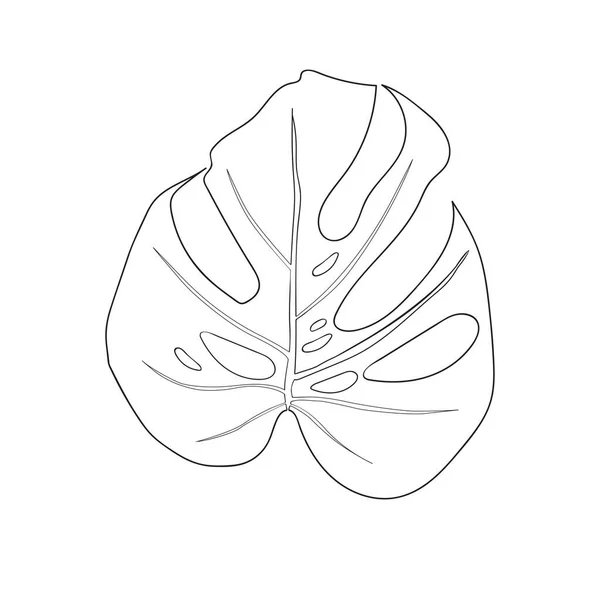 Monstera Deliciosa Pflanzenblatt aus tropischen Wäldern — Stockvektor