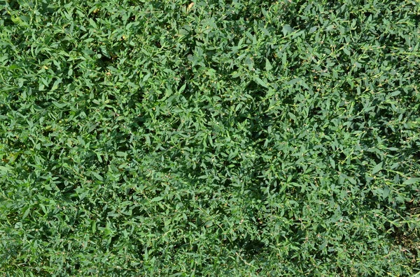 Green Grass Focused Background — Stock Photo, Image