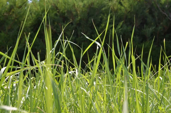 Grünes Gras Mit Defokussiertem Hintergrund — Stockfoto