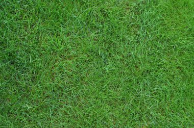 Odaklanmamış arka plana sahip yeşil çimen