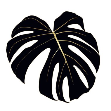 Monstera Deliciosa tropikal ormandan yaprak, izole. 