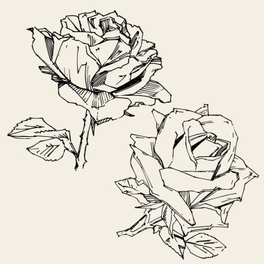 El çizimi gül. Vektör çizimi. Klasik dövme tarzı gül. Tasarım için çiçek motifi taslağı. Mürekkep çizimi izole edildi.