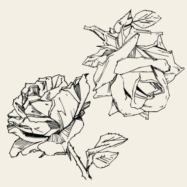 El çizimi gül. Vektör çizimi. Klasik dövme tarzı gül. Tasarım için çiçek motifi taslağı. Mürekkep çizimi izole edildi.