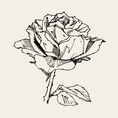 El çizimi gül. Vektör çizimi. Klasik dövme tarzı gül. Tasarım için çiçek motifi taslağı. Mürekkep çizimi izole edildi.