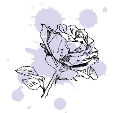 El çizimi gül. Vektör çizimi. Klasik dövme tarzı gül. Tasarım için çiçek motifi taslağı. Mürekkep çizimi izole edildi.