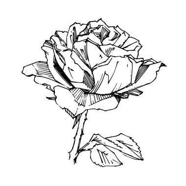El çizimi gül. Vektör çizimi. Klasik dövme tarzı gül. Tasarım için çiçek motifi taslağı. Mürekkep çizimi izole edildi.