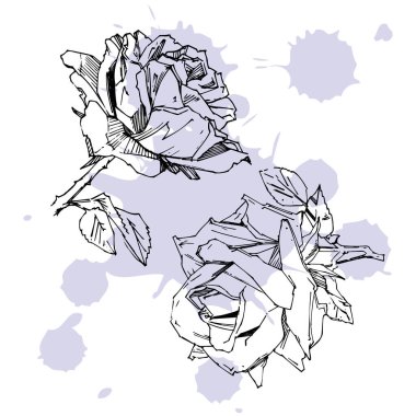 El çizimi gül. Vektör çizimi. Klasik dövme tarzı gül. Tasarım için çiçek motifi taslağı. Mürekkep çizimi izole edildi.