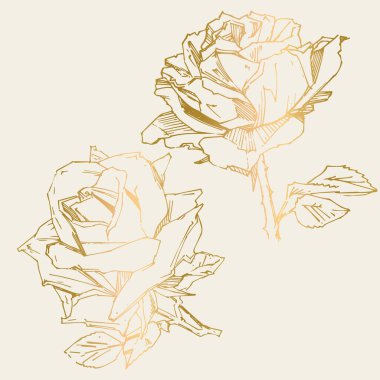 El çizimi gül. Vektör çizimi. Klasik dövme tarzı gül. Tasarım için çiçek motifi taslağı. Mürekkep çizimi izole edildi.