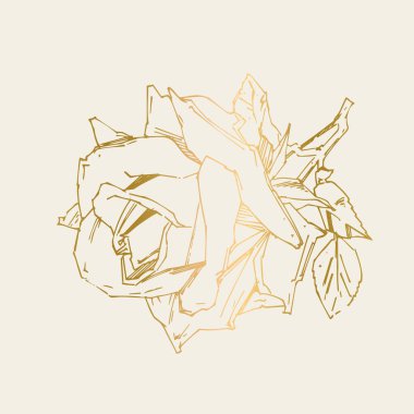 El çizimi gül. Vektör çizimi. Klasik dövme tarzı gül. Tasarım için çiçek motifi taslağı. Mürekkep çizimi izole edildi.