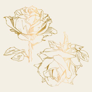 El çizimi gül. Vektör çizimi. Klasik dövme tarzı gül. Tasarım için çiçek motifi taslağı. Mürekkep çizimi izole edildi.