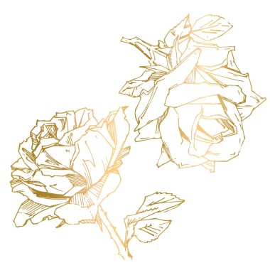 El çizimi gül. Vektör çizimi. Klasik dövme tarzı gül. Tasarım için çiçek motifi taslağı. Mürekkep çizimi izole edildi.