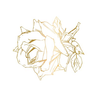 El çizimi gül. Vektör çizimi. Klasik dövme tarzı gül. Tasarım için çiçek motifi taslağı. Mürekkep çizimi izole edildi.