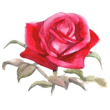 Kırmızı güller. Suluboya Çizimi. İzole edilmiş 