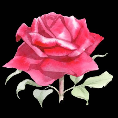 Kırmızı güller. Suluboya Çizimi. İzole edilmiş 