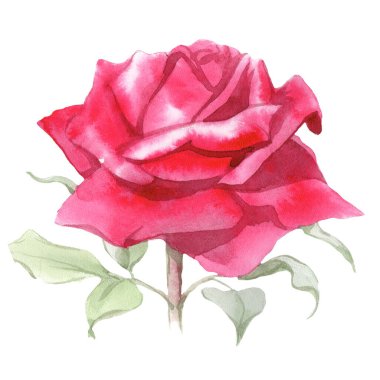 Kırmızı güller. Suluboya Çizimi. İzole edilmiş 