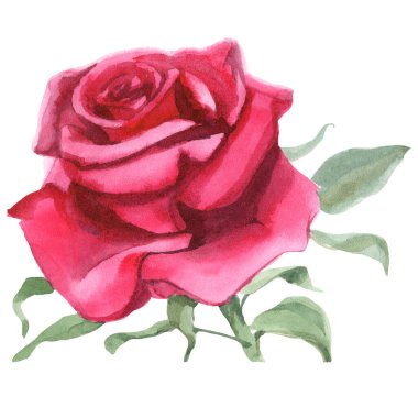 Kırmızı güller. Suluboya Çizimi. İzole edilmiş 