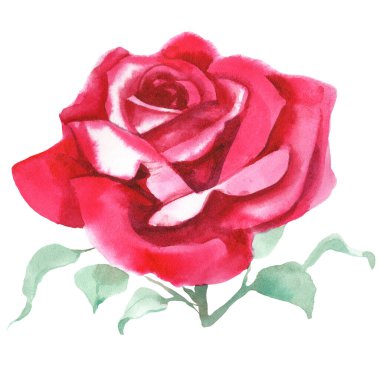 Kırmızı güller. Suluboya Çizimi. İzole edilmiş 