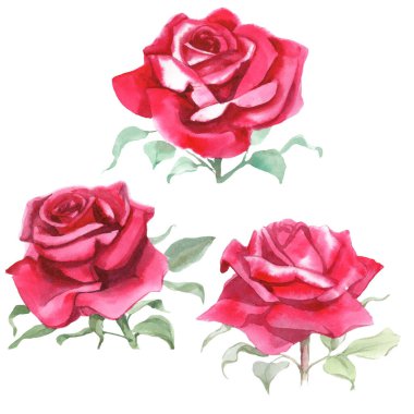Kırmızı güller. Suluboya Çizimi. İzole edilmiş 