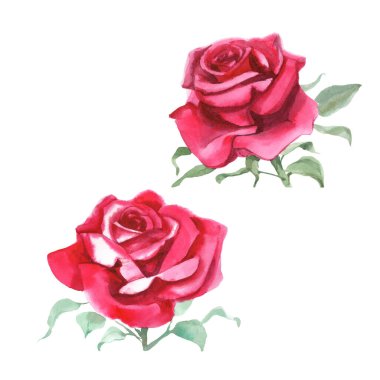 Kırmızı güller. Suluboya Çizimi. İzole edilmiş 