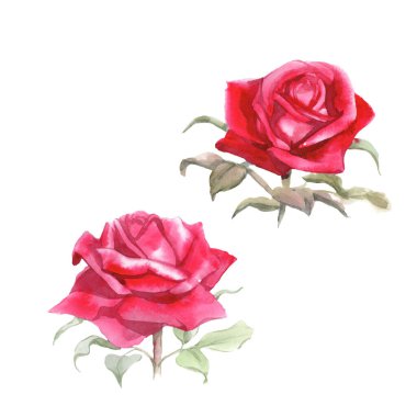 Kırmızı güller. Suluboya Çizimi. İzole edilmiş 