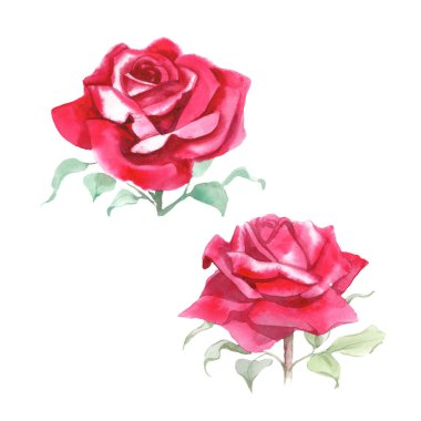Kırmızı güller. Suluboya Çizimi. İzole edilmiş 