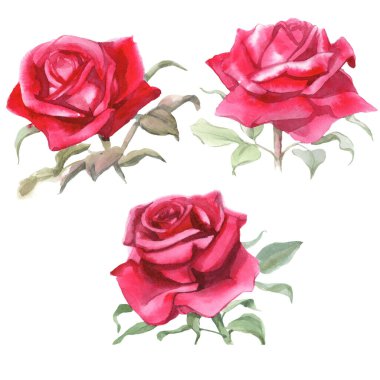 Kırmızı güller. Suluboya Çizimi. İzole edilmiş 