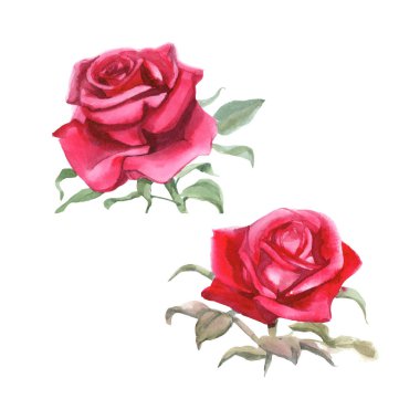 Kırmızı güller. Suluboya Çizimi. İzole edilmiş 
